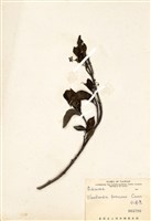 藏品(水金京)的圖片